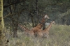 Rothschild Giraffes. Lake Nakuru National Park, Kenya