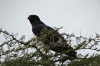 Eagle. Lake Nakuru National Park, Kenya