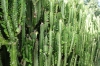 Cactus hedge is common in Cuba, Santa Clara CU