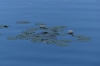 Not quite Monet, but water lillies on Enonvesi Lake FI
