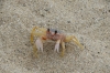 Cute crab in San Francisco MX