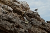 Birdlife on Islas Marietas near Punta de Mita MX