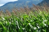 Corn fields. Driving in northern Washington state
