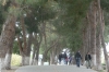 Pine walkway at lower end of Ephesus TR