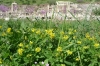 Flowers of Ephesus TR