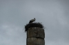 Storks nesting on the one remaining column from the Temple of Artemis, Selçuk TR