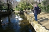 Bruce & the swan in Maria Luisa Park