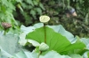 Lotus seed pods, Humble Administrator's Garden, Suzhou CN
