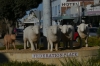 Sheep sculpture and Tudor Post Office in Federation Place, Warracknabeal VIC, AU