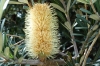 Grevillia Grevillia