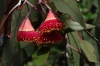 Gum flowers Gum flowers