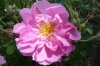 Rose farm in Bulgaria