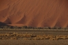 The red dunes of Sossusvlei, Namibia