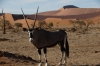 Oryx at Hiddenvlei, Sossusvlei, Namibia