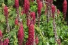 Redf lupins of Ushuaia, AR