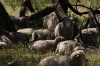 Sheep at Murphy's Haystacks