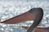 Pelicans at Venus Bay SA