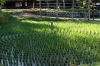 Karumada (wheel shaped rice paddy), Hida Folk Village, Takayama, Japan
