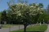 Flowering Dogwood tree in Centennial Park, Nashville TN