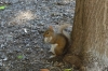 Squirrel and his nut, Knoxville TN