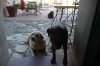 Our regular guests, love a pat more than a biscuit, Tenuta di Papena, Tuscany IT