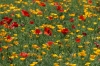 Red Corn Poppy and Californian Poppy. Flower walk in Wildseed Farm near Fredericksburg TX
