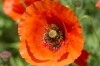 Red Corn Poppy. Flower walk in Wildseed Farm near Fredericksburg TX