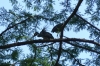 Crowned Night Herons in the trees above the San Antonio River Walk TX