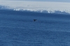 Humpback whales at entrance to Lemaire Channel, Antarctica