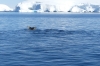 Humpback whales at entrance to Lemaire Channel, Antarctica