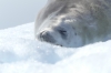 Seals take advantage of the Iceberg Graveyard in Pléneau Bay, Antarctica