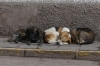 Cusco is a dog city, PE