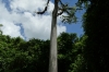 Ceiba tree, tree of life for Maya's, with bromelaids