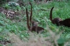 Coati (racoon family)
