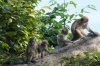 How many monkeys can you count? Tioman Island MY