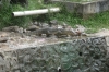 Monitor lizard slips back into the water after a feed at a local restaurant, Tioman Island MY