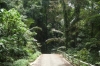 The road to Juara.  We walked an hour and climbed to 329m. Tioman Island MY