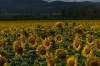 Sunflowers near Čerhov SK