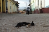 Dog's life in Trinidad city, Cuba