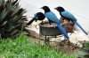 Bluebirds at our B&B, Tulum