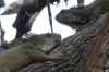 Iguanas in Parque Seminario, Guayaquil EC
