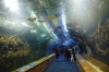Tropical Corals aquarium at L'Oceanogràfic
