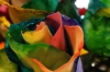 Granville Island - multi-coloured roses