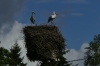 Storks near Vihula Manor, EE