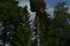 Storks near Vihula Manor, EE