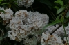 Flowering Laurels on the Blue Ridge Drive VA