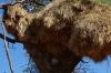 Sociable Weavers nests in Acacia tree, Red Dunes Resort, Kalahari, Namibia