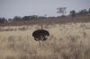 Ostrich, keeping cool, Kalahari Red Dunes Lodge, Namibia