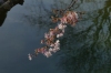 Cherry blossom, Chinagarten, Zürich CH